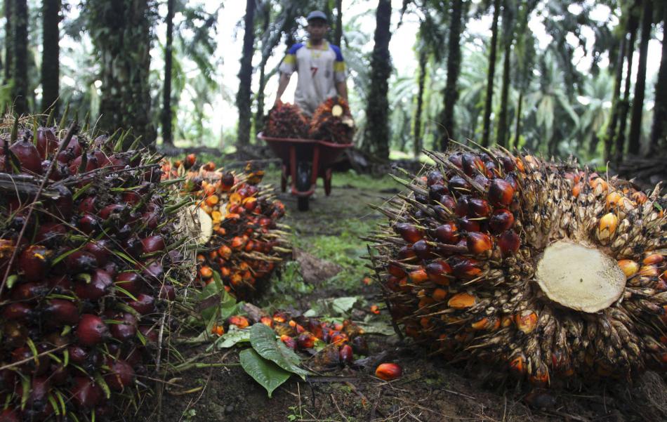 54reuters-kelapa-sawit.jpg